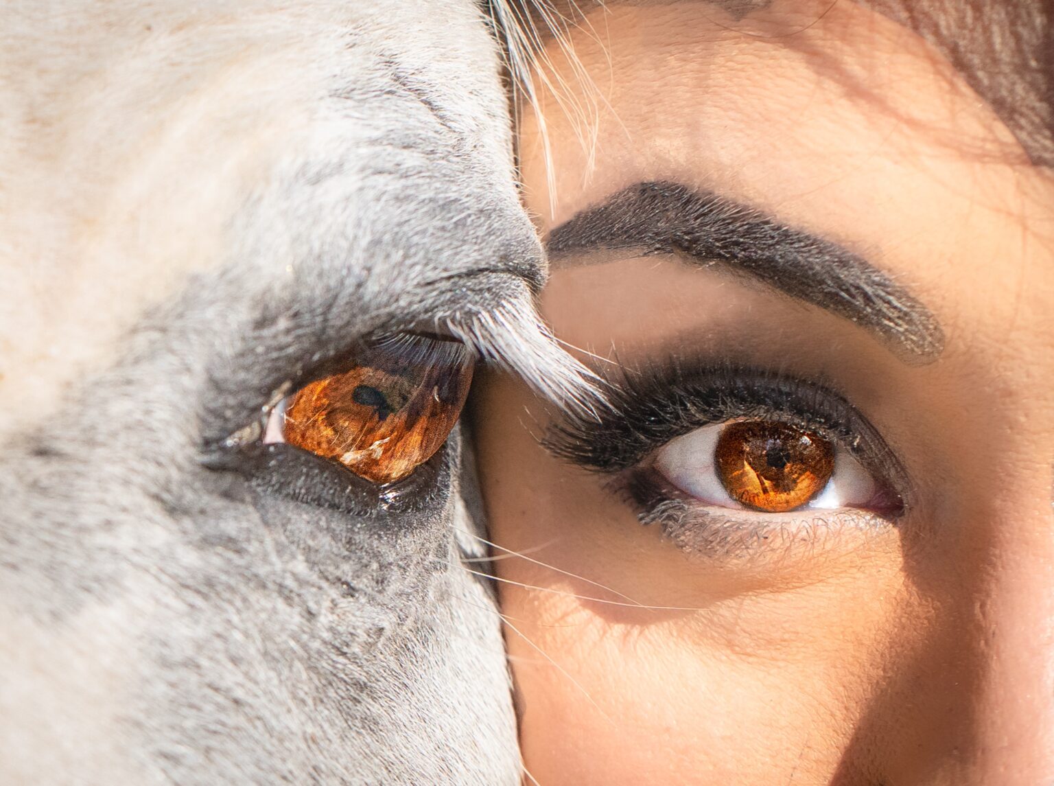 Eye to Eye, by Amanda Conyers