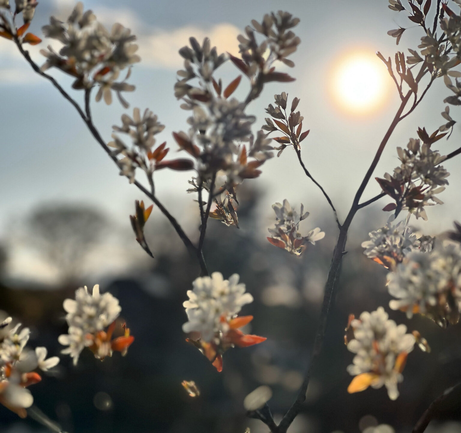 Softness of the Golden Hour - Lake Maspenock, Hopkinton, MA, by Rachel Amgott
