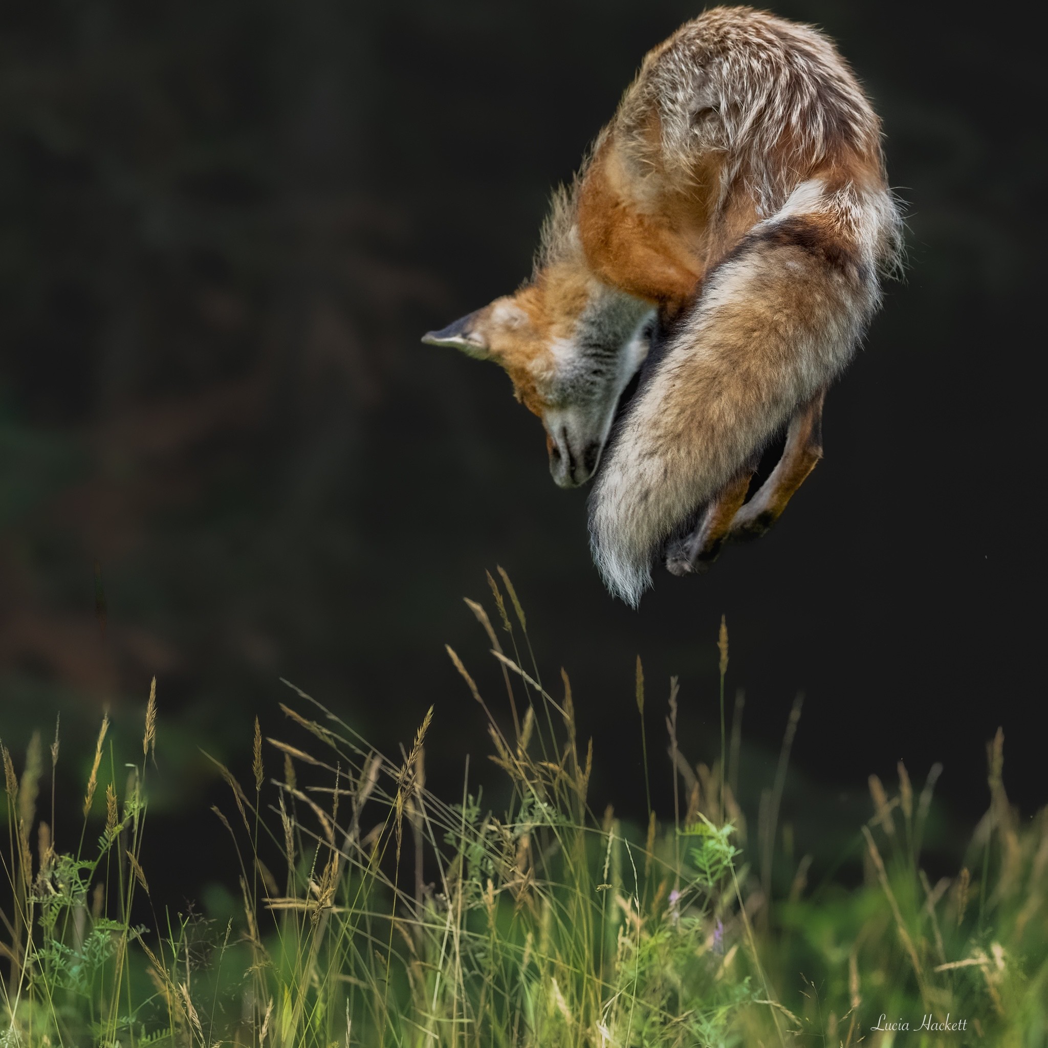 Apex of the Pounce