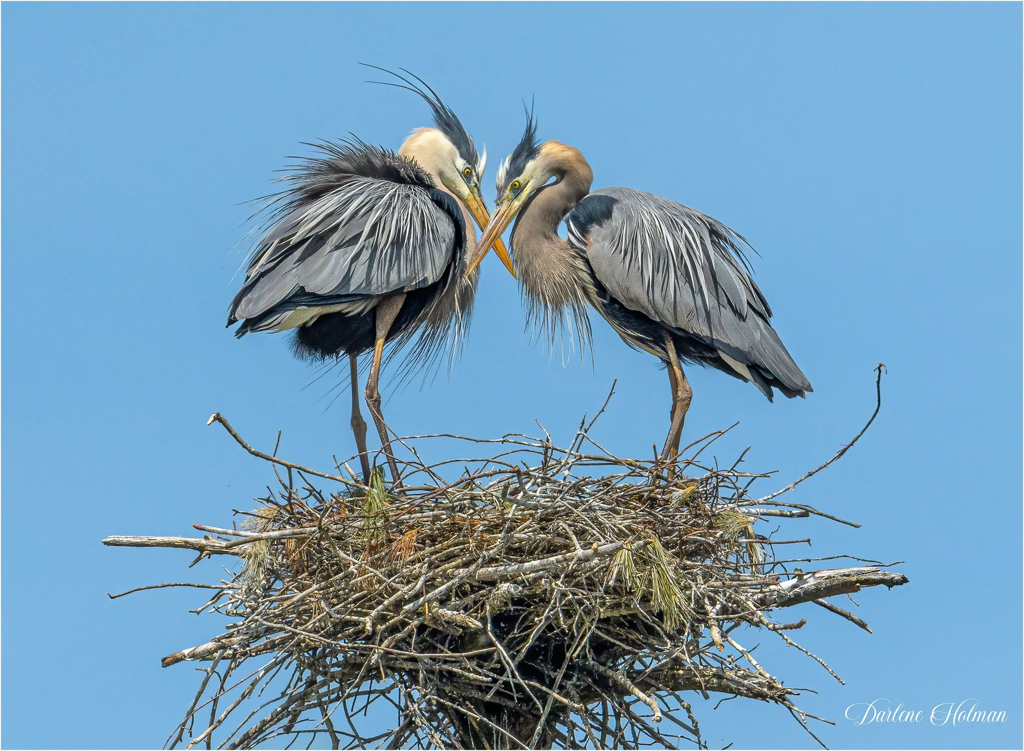 Great Blue Herons Mating Rituals